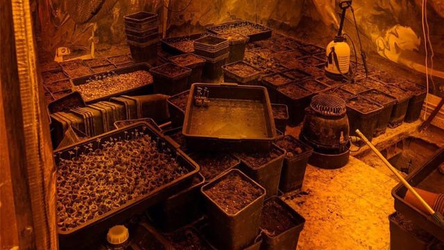 Desmanteladas dos plantaciones de marihuana en Chiloeches y Fuentenovilla