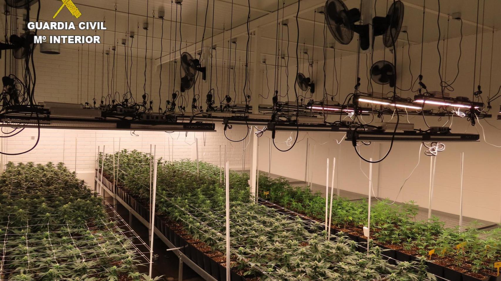 La nave del polígono conquense escondía 1.600 plantas de marihuana.