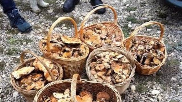Un pueblo de Cuenca limita la recolección de setas: 5 euros al día si no ese de allí