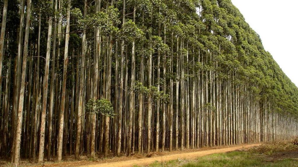 Eucaliptos en Galicia.