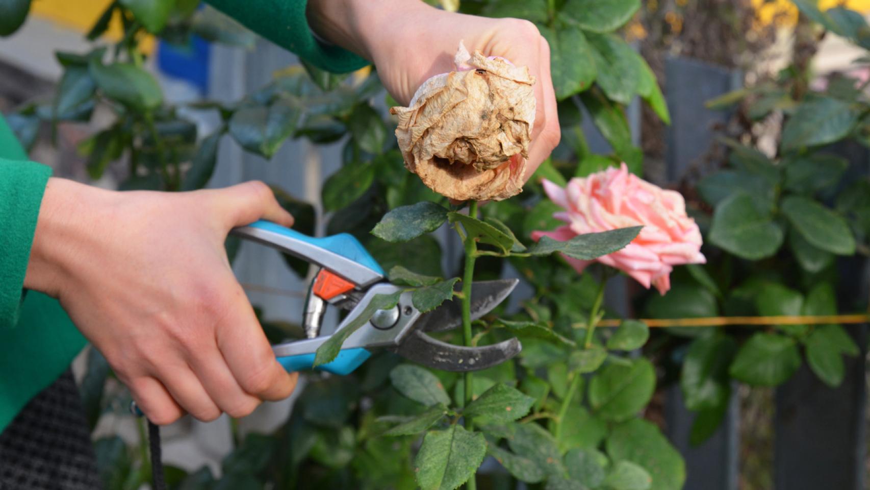 Las mejores tijeras para podar como un profesional