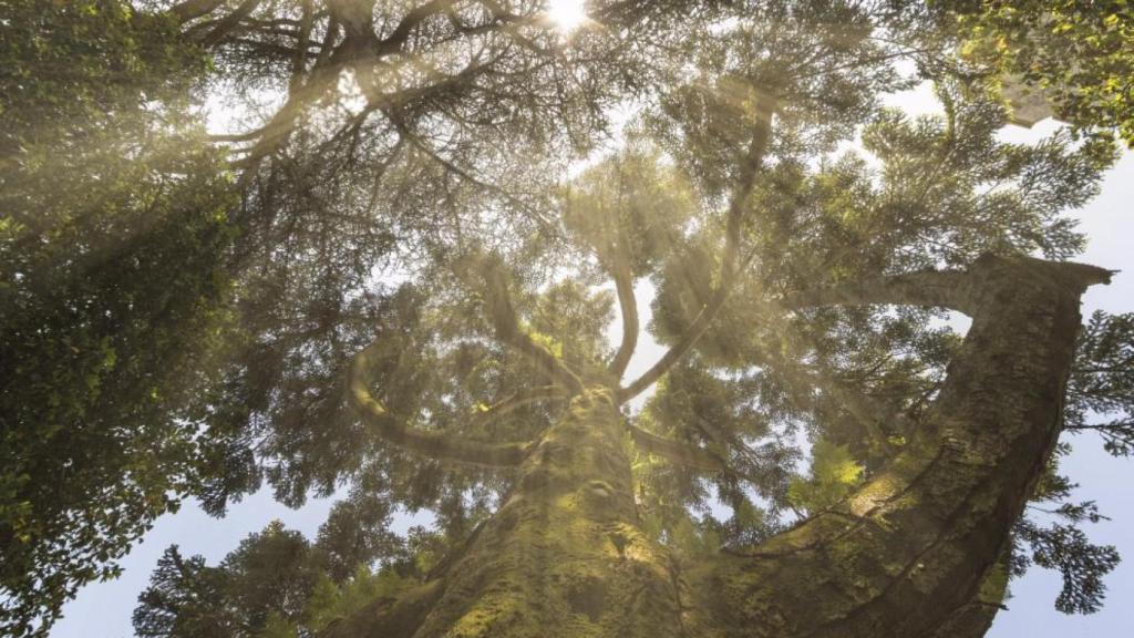 Jardín botánico de Cee