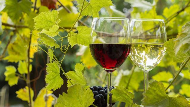 Hay garnacha tinta y garnacha blanca.