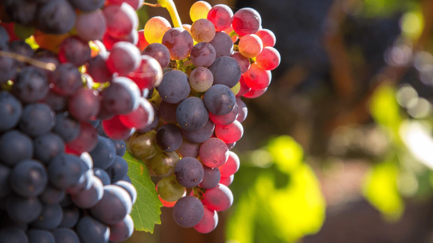 Es el momento de reivindicar nuestra garnacha.