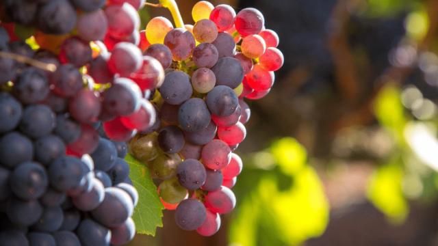 Es el momento de reivindicar nuestra garnacha.