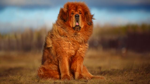 Estas son las razas de perros más raras del mundo