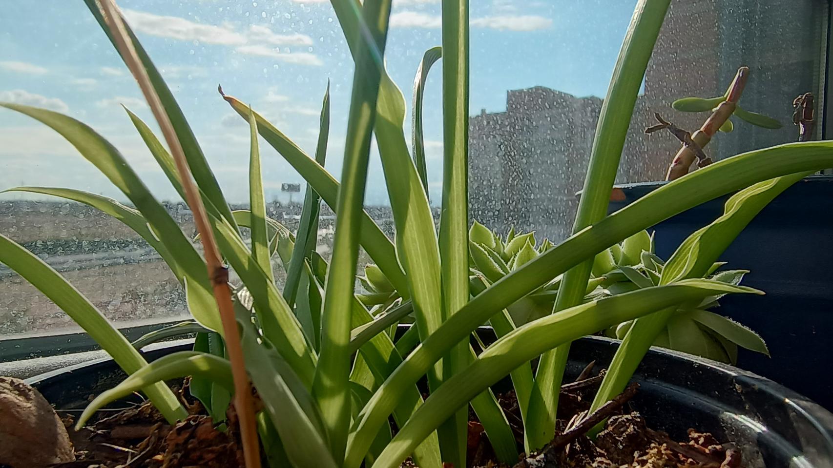 Galería de fotos con el Motorola Edge 20 Lite