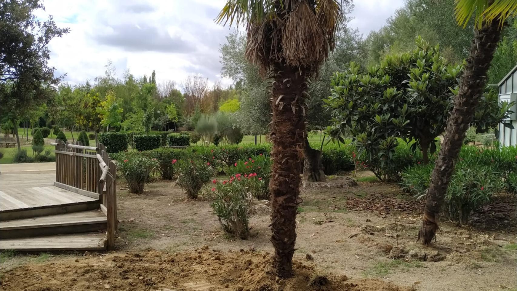 Arbol (2)