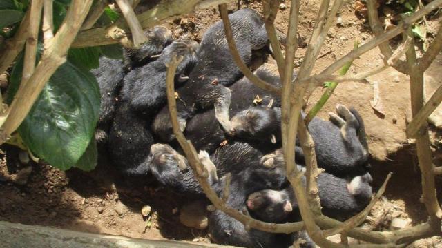 Los cachorros recién nacidos que habían sido abandonados.