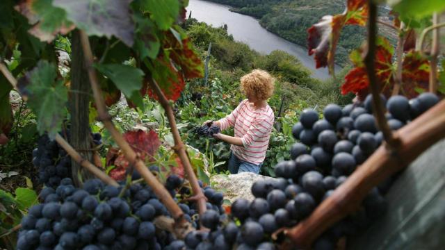 Época de vendimia en Ribeira Sacra. Foto: Turismo de Galicia.