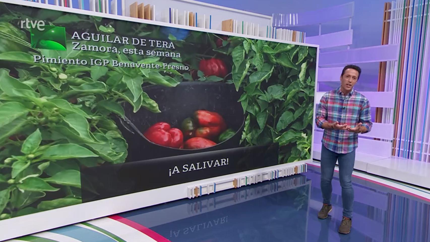 Pimiento benavente