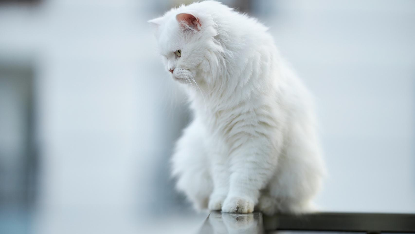El mejor truco para evitar que tu gato suelte pelo