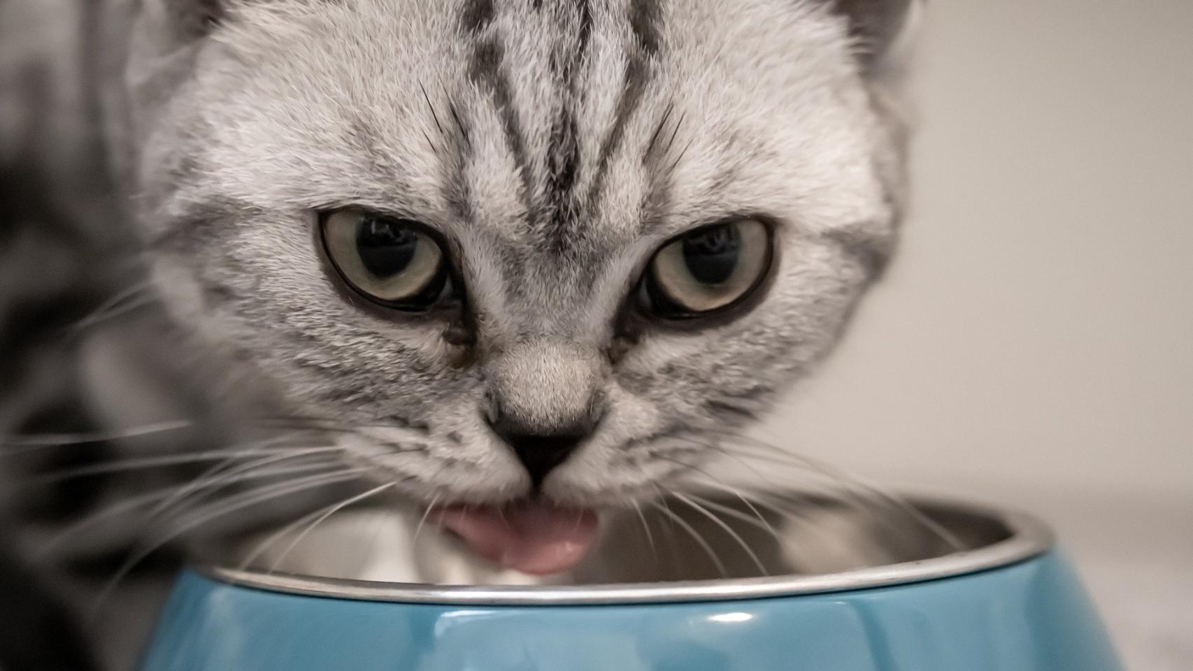 Un gato usando su comedero.