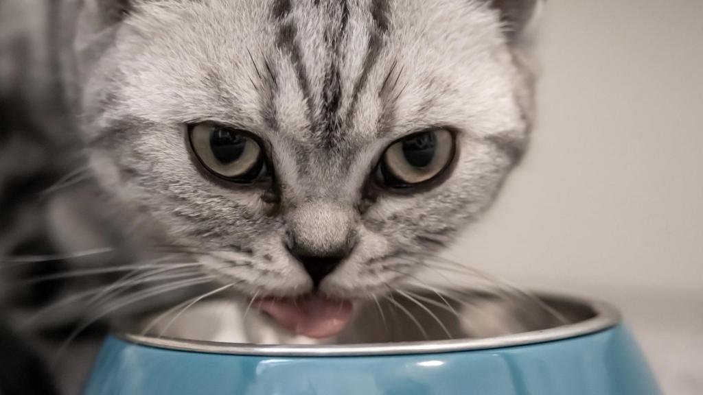 Un gato usando su comedero.