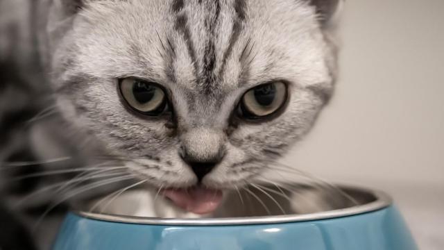 Un gato usando su comedero.
