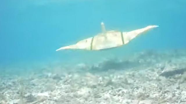 Captura del vídeo realizado en la última prueba de funcionamiento de la raya biónica.