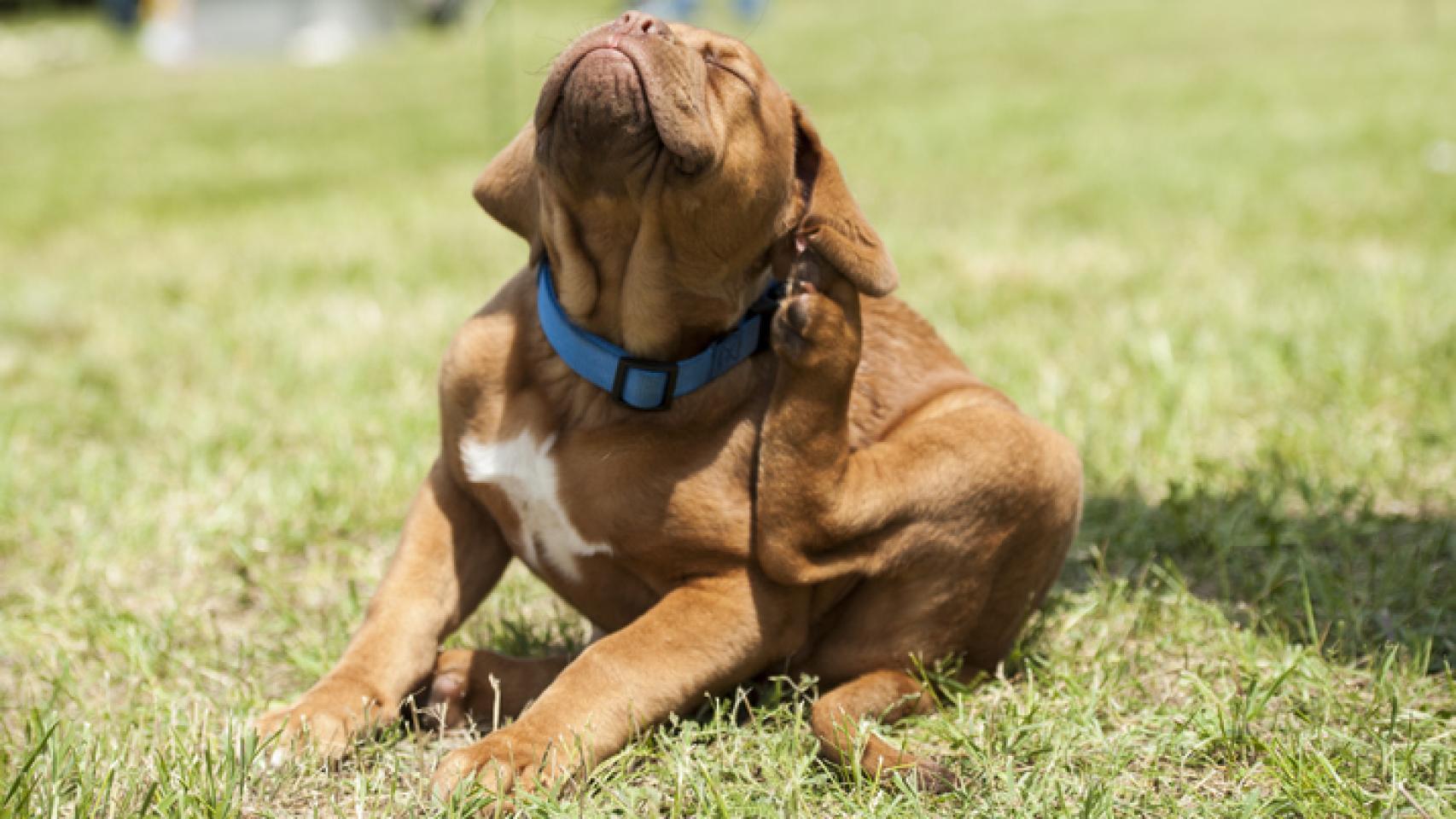 Usa bicarbonato de sodio para eliminar las pulgas de tu mascota