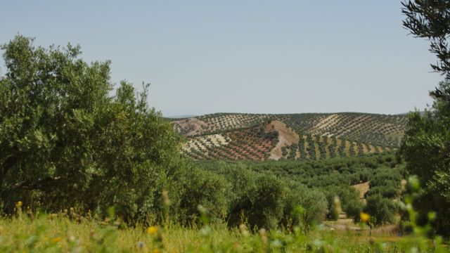 Los beneficios del olivar más allá del aceite: es fuente de energía barata y fija población