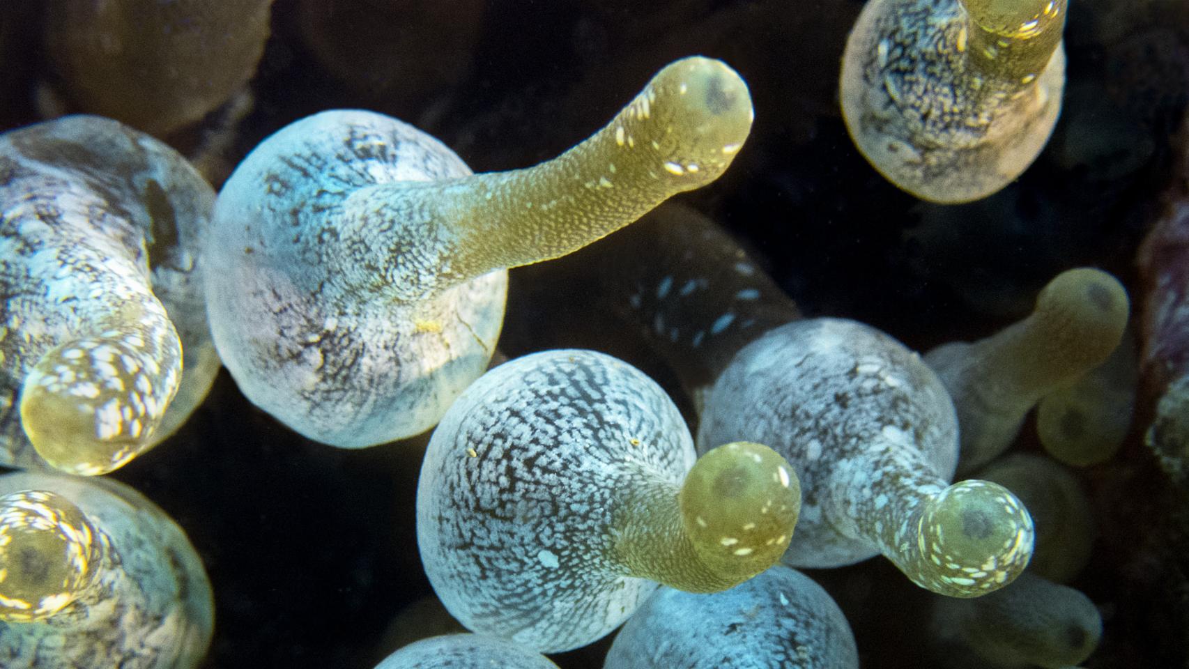 Montse Andrade, la fotógrafa del mar: Asombrosas imágenes sobre cnidarios.