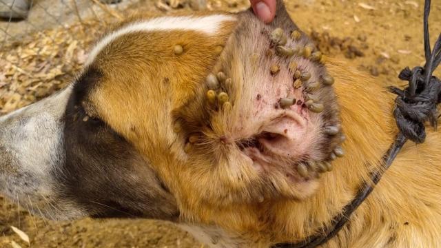 Uno de los perros requisados presenta una grave infección por garrapatas.