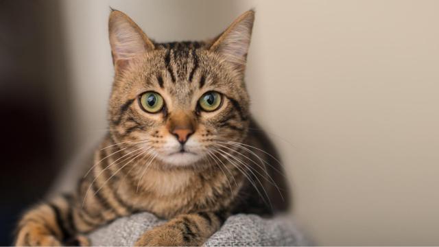 Imagen de archivo de un gato.