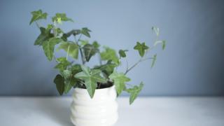 14 plantas de interior resistentes (aptas para negados)