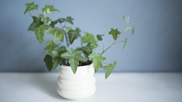 14 plantas de interior resistentes (aptas para negados)