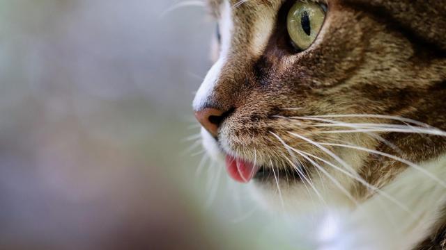 ¿Cuáles son los mejores premios para gatos?