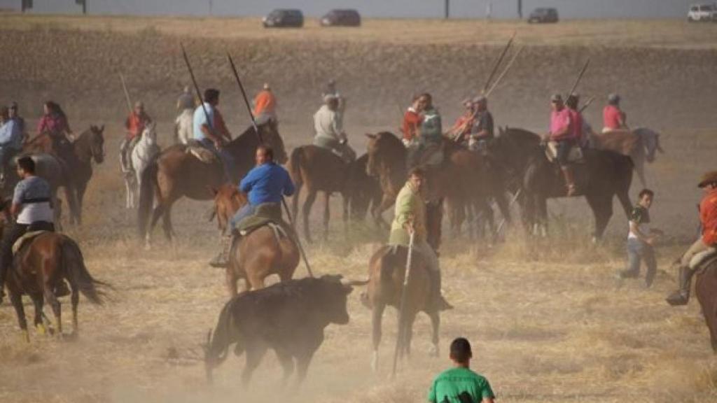 Un encierro campero en la provincia de Valladolid