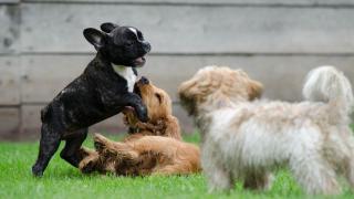 ¿Por qué los perros enseñan la barriga?