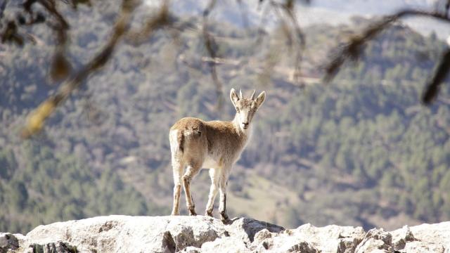 Sierra de Cazorla.