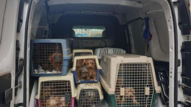 Momento en el que los perros son liberados del criadero ilegal