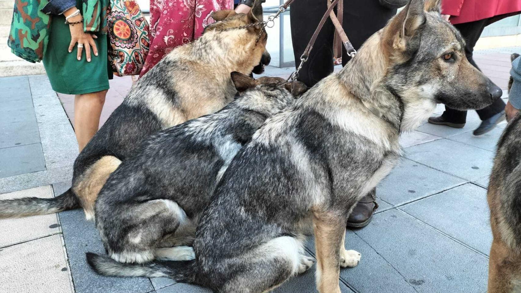 Los lobos antes de entrar a misa