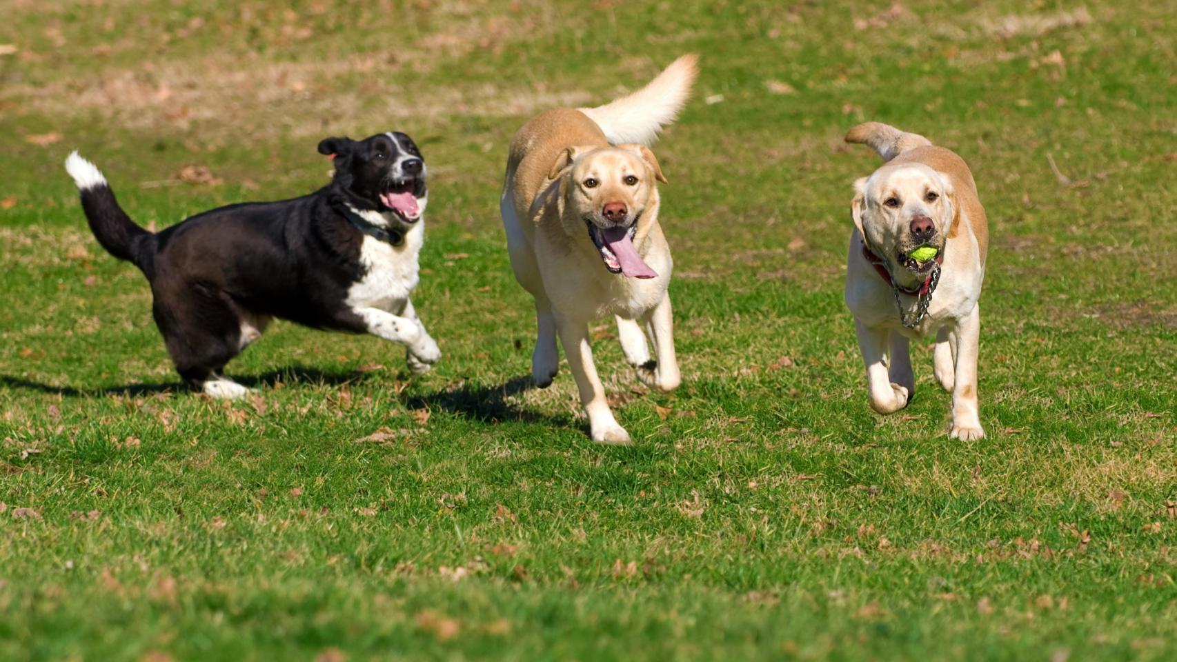 Parques caninos en la provincia de Pontevedra para disfrutar con tu mascota