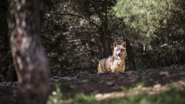 Imagen de archivo de un lobo