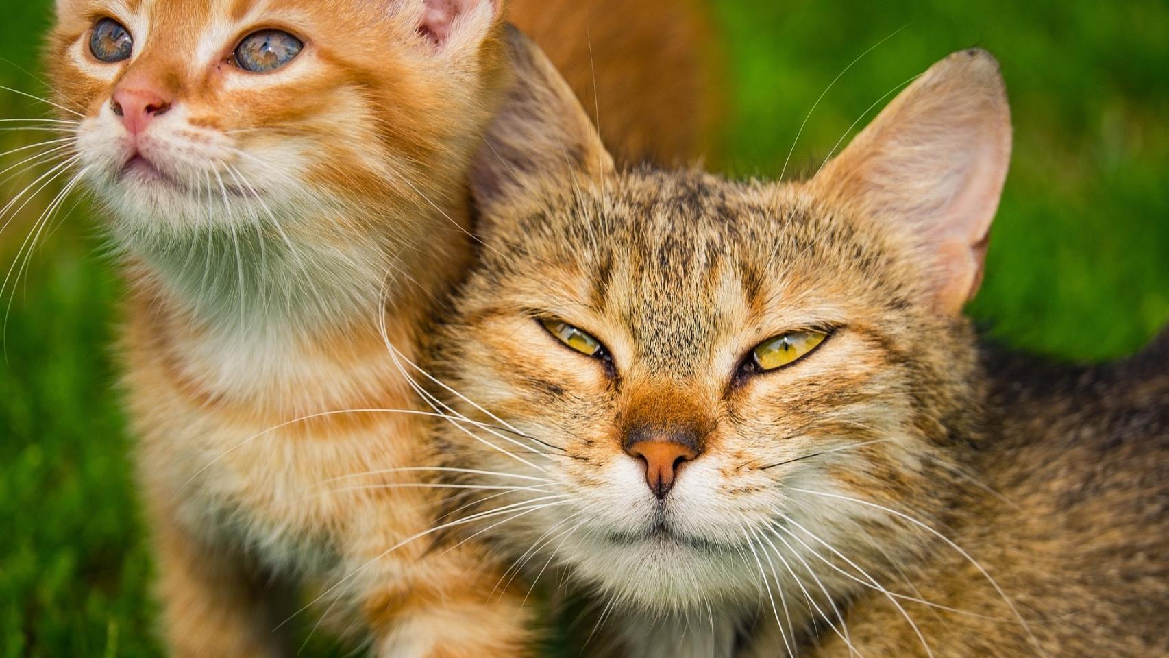 Cómo tener varios gatos en casa
