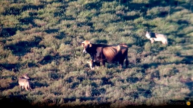 Ataque de lobos en Zamora