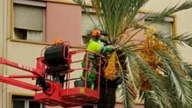 Chapuza en el mayor palmeral de Europa: Denuncian la peligrosa poda con motosierra en Elche