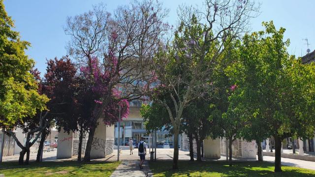 Árboles en los jardines del Náutico
