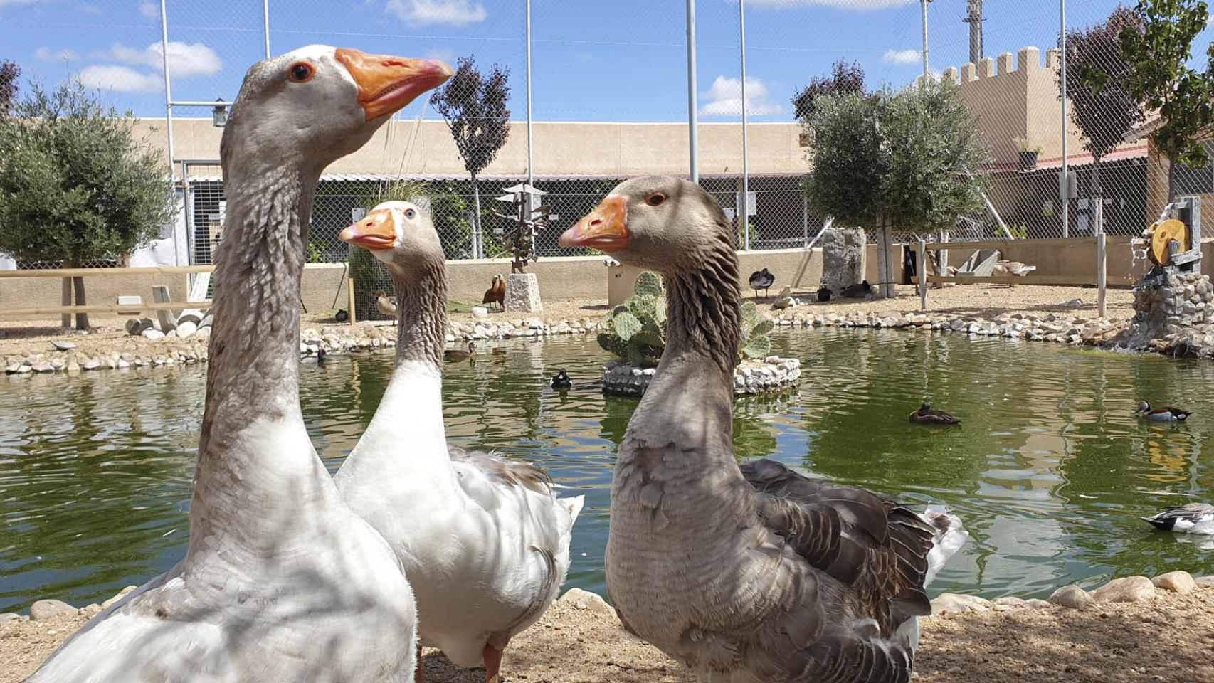 Gansos en el Parque Zoológico La Era de las Aves