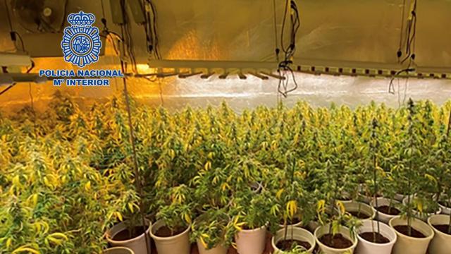 Detenido por cultivar marihuana a gran escala en Cabanillas usando modernas técnicas
