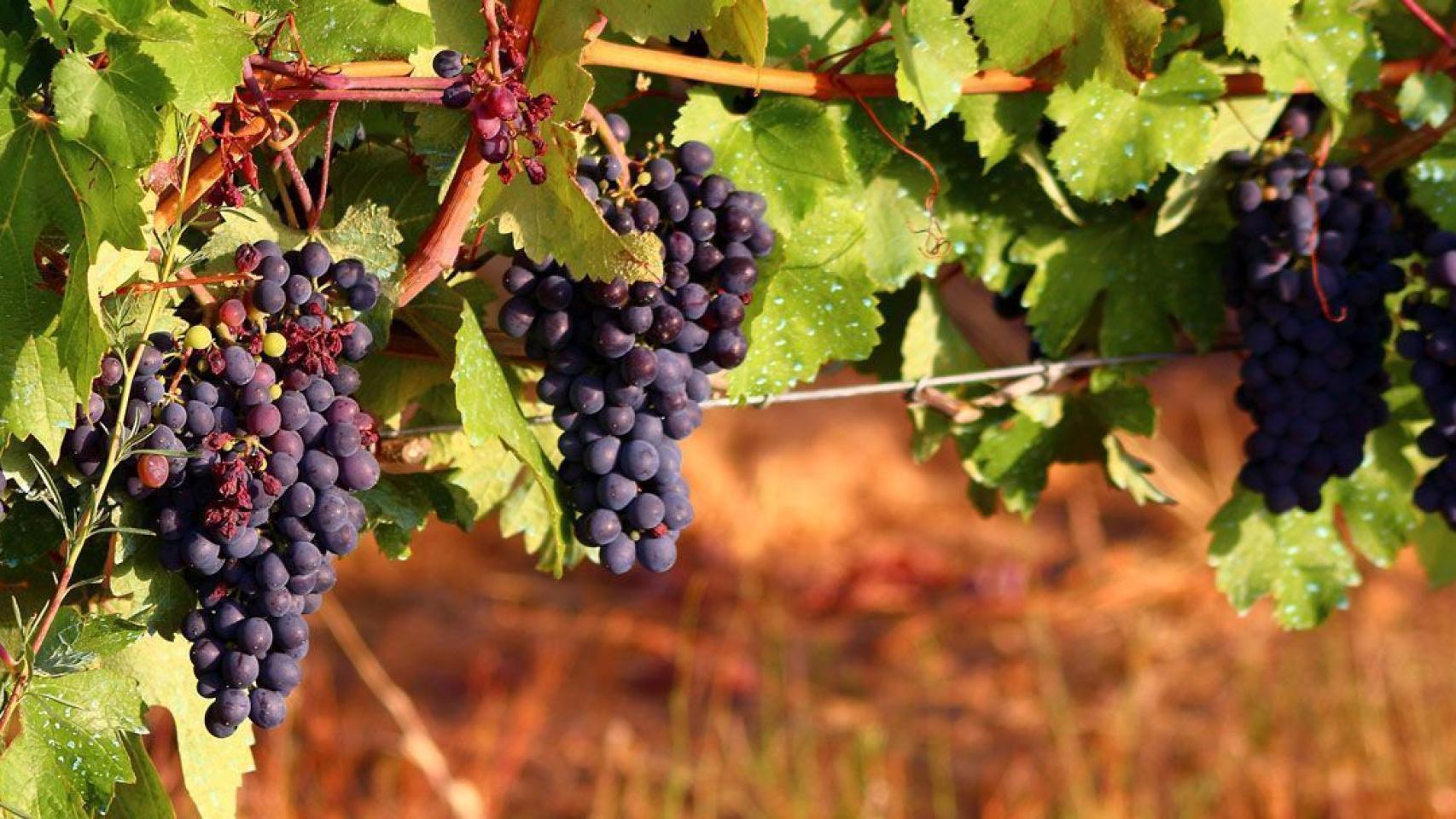 Viñedo.