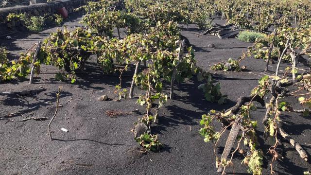 Enólogo a ratos, los vinos de La Palma y de Canarias