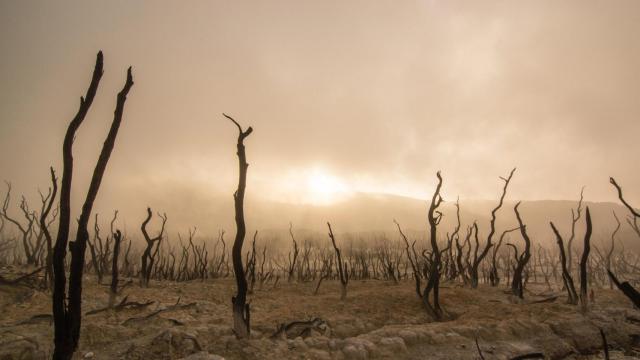 Para el 48% de la Tierra, la evidencia del impacto del cambio climático es robusta o muy alta