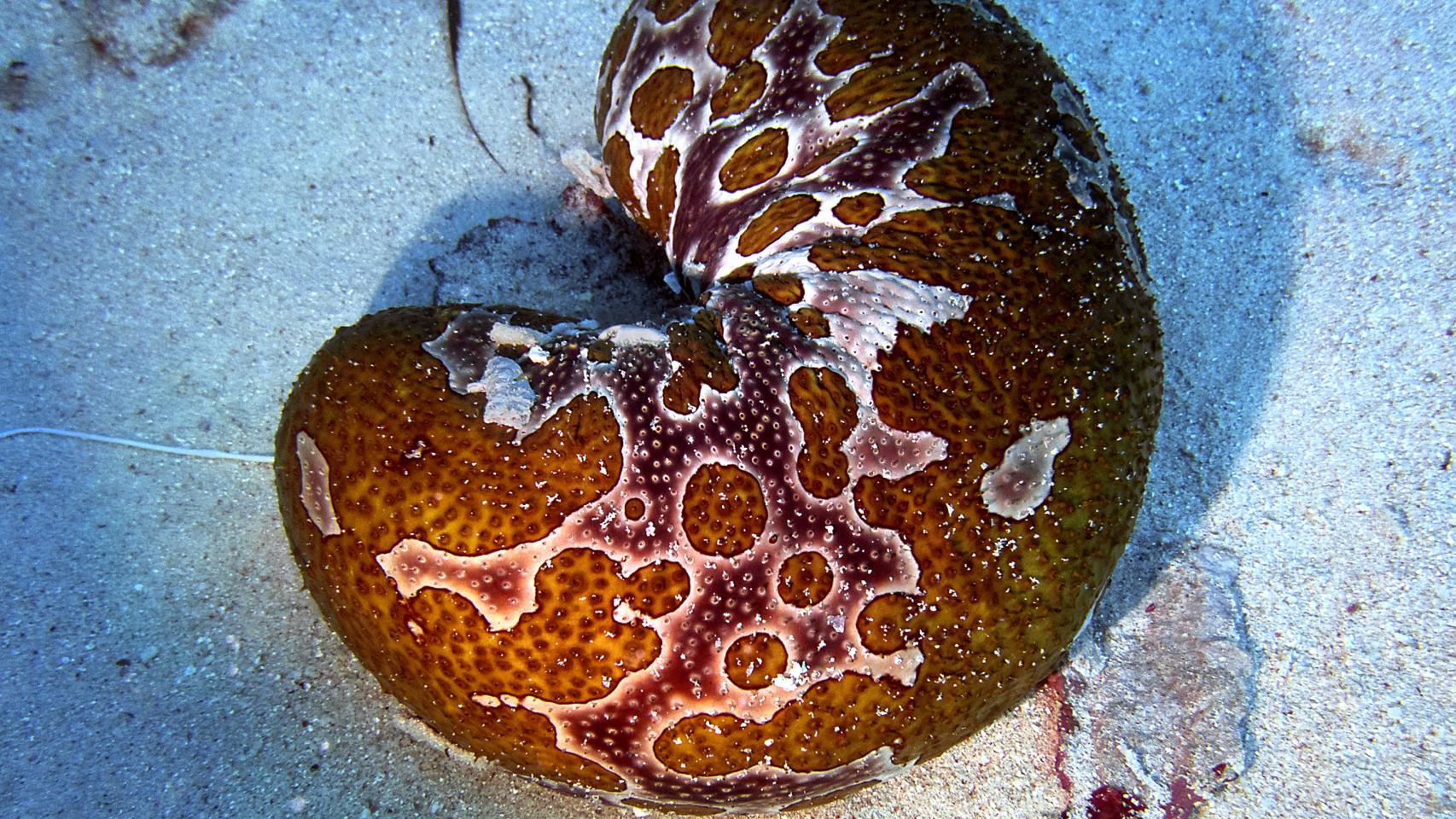 La fotógrafa del mar y sus asombrosas imágenes de equinodermos