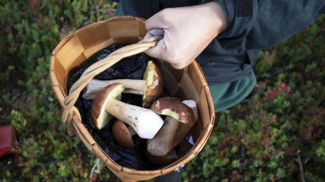 Los mejores productos para recoger setas este otoño