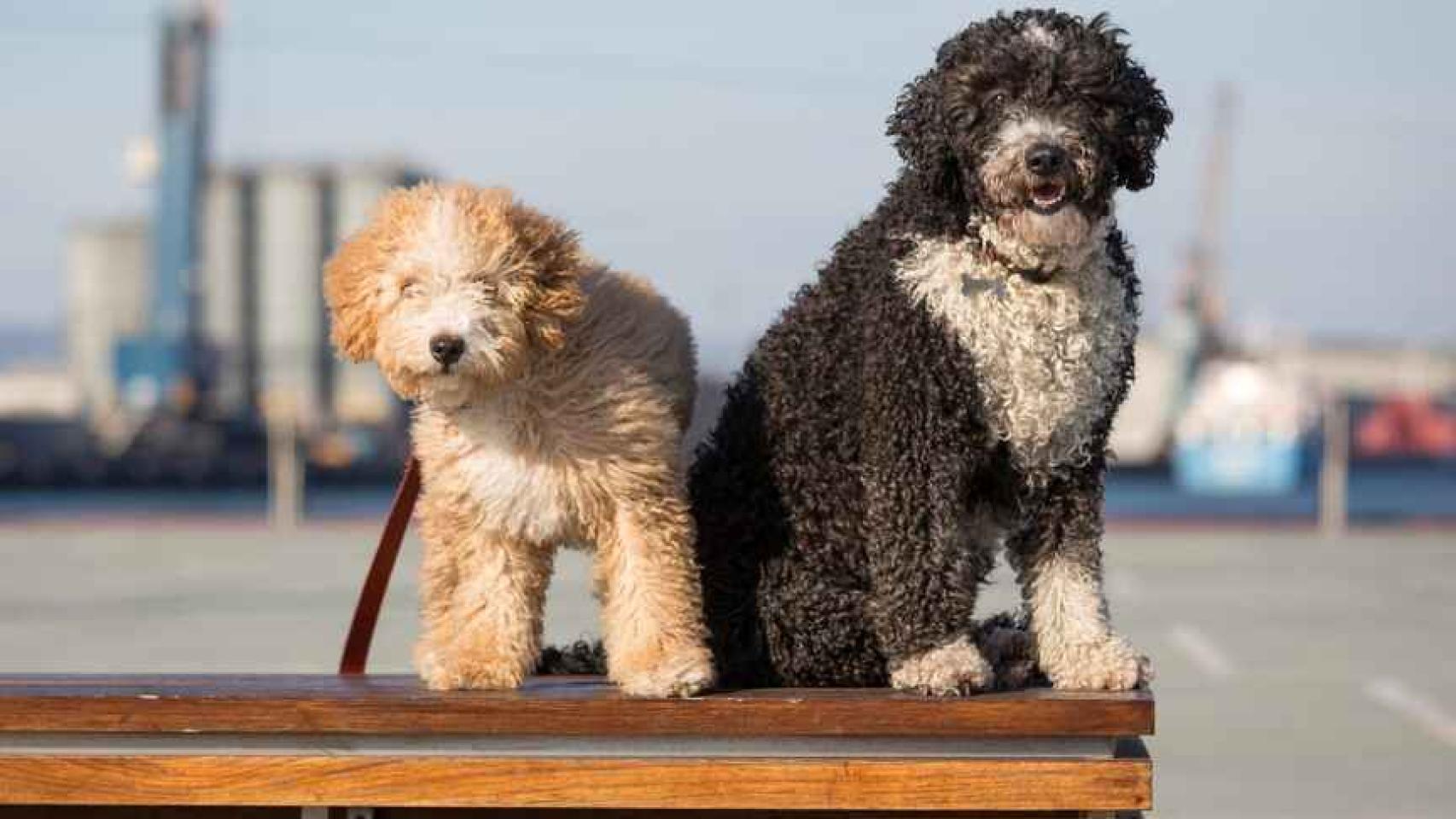 Una pareja de perros de agua.
