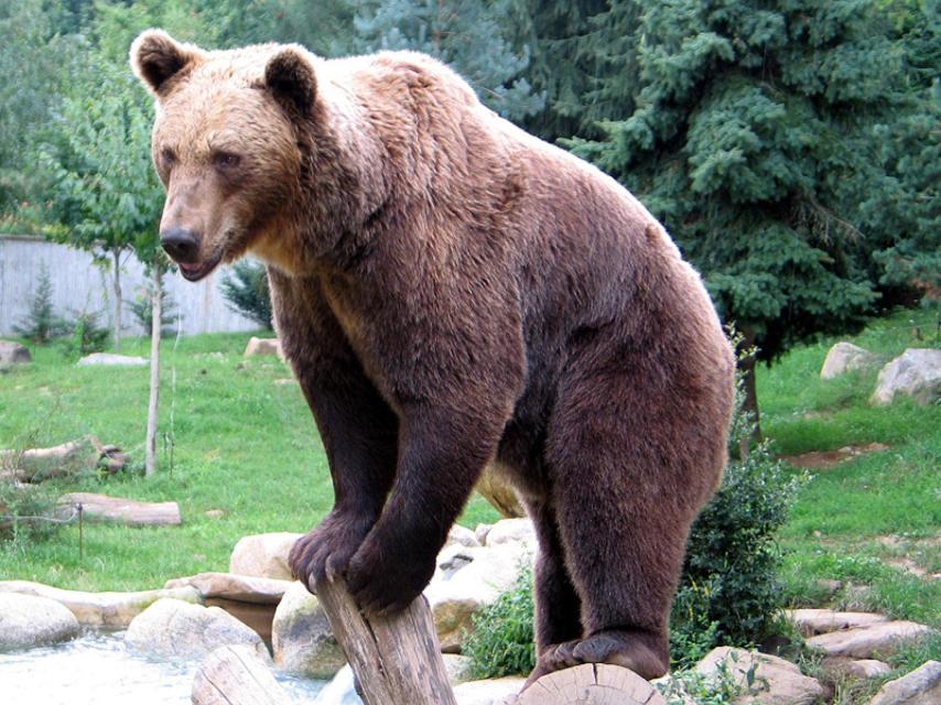 Imagen de archivo de un oso.