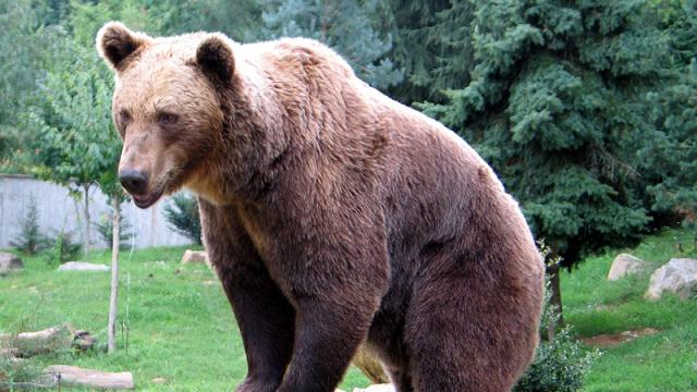 Imagen de archivo de un oso pardo.