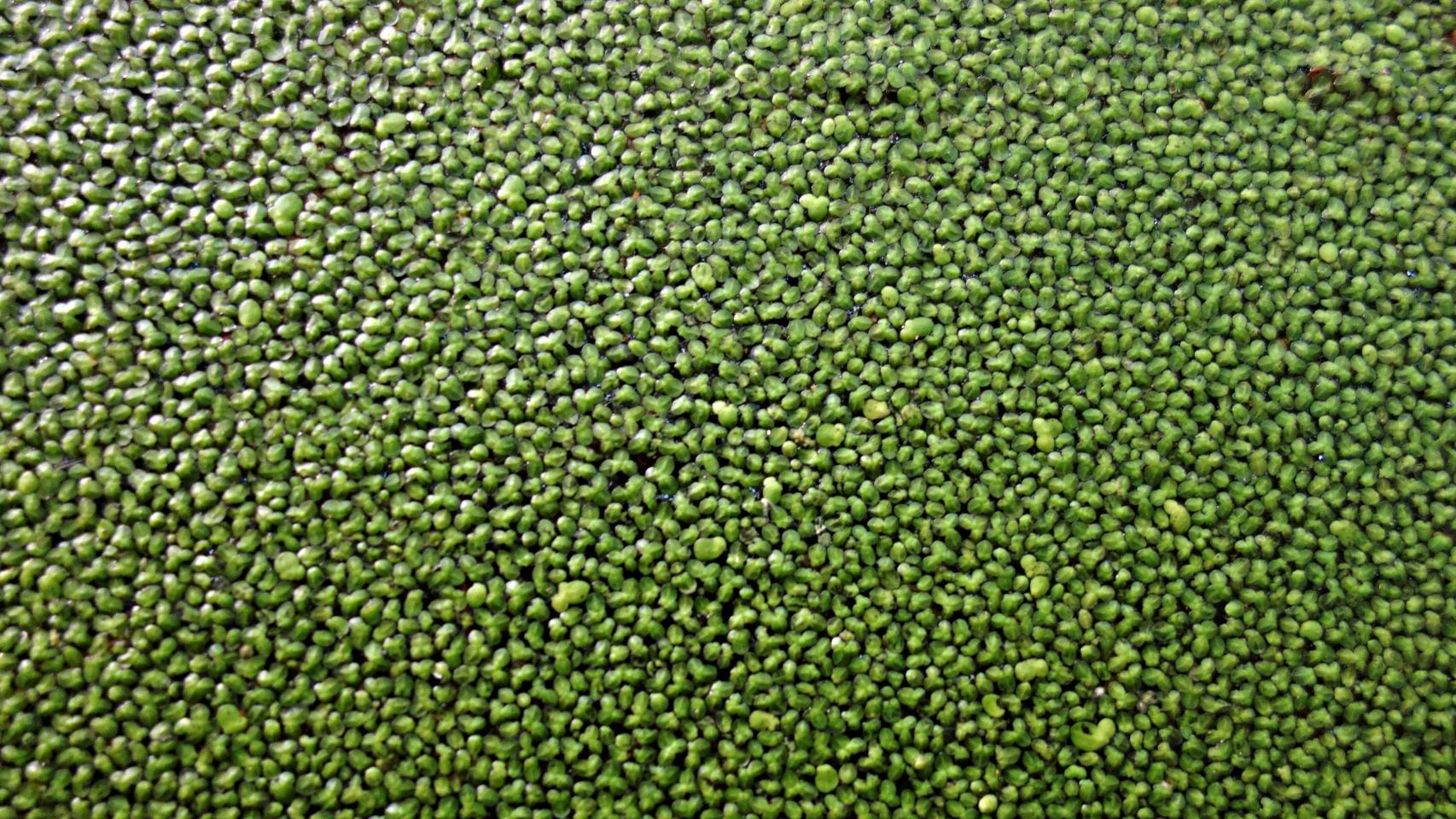 Lenteja de agua.